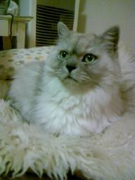 あちらを向いてるタビー