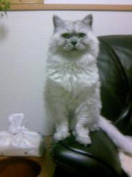 ソファの肘置きのタビー