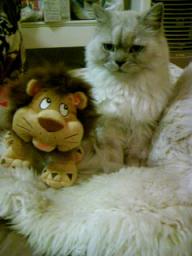 ライオンとタビー１