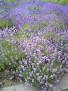ラベンダー2
