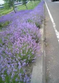 ラベンダー1