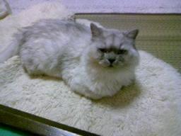 眠そうなタビー