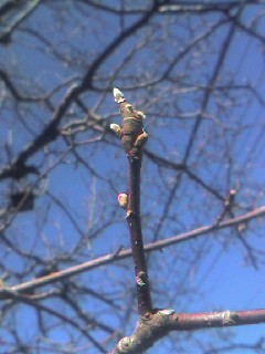 090123白木蓮の蕾（芽？）