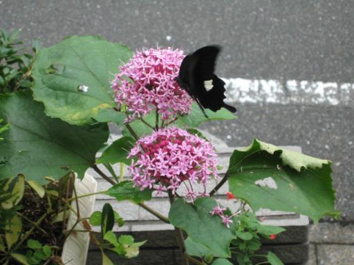 ボタンクサギの花と蝶 小さな庭で出会う緑たち 楽天ブログ