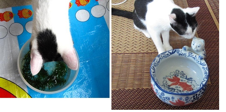 猫と金魚鉢
