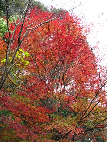 大野城市の紅葉