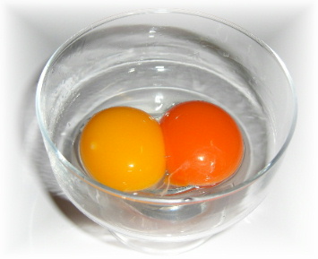 卵黄比較