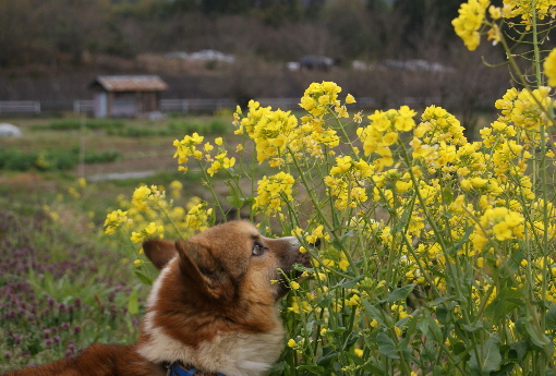 菜の花大好きﾚｵ(20100331)2