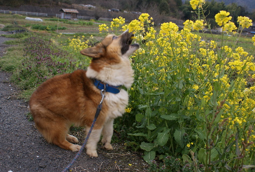 菜の花大好きﾚｵ(20100331)3