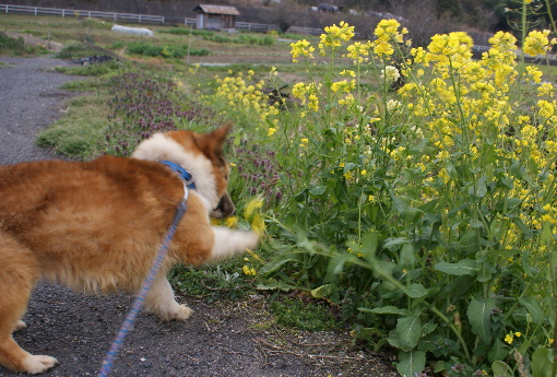 菜の花大好きﾚｵ(20100331)4