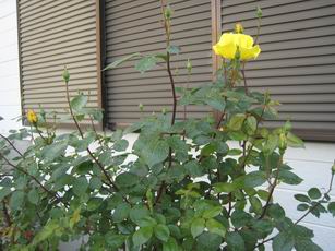 20110504黄色いバラ.jpg