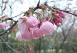 sakura