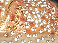 えび、さらに拡大