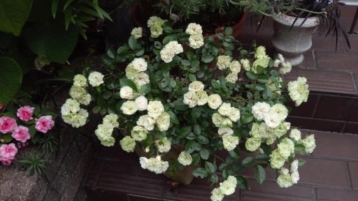 PAP_0120.JPG