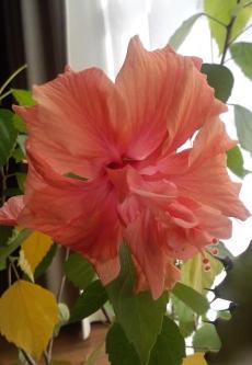 PAP_0459.JPG