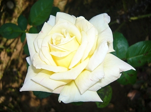 実家のバラ(2006.09.25)