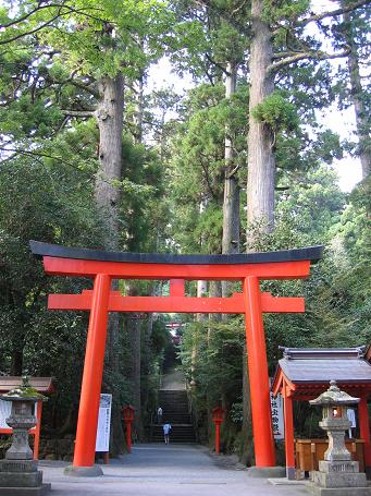 箱根神社鳥居と杉