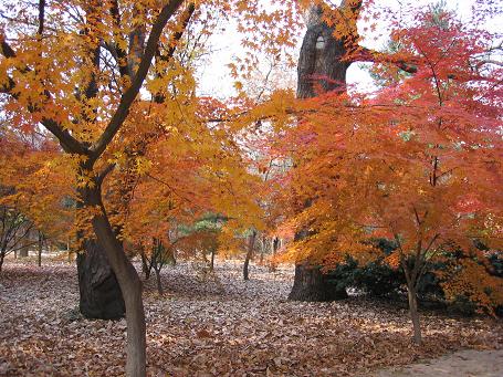 宗廟の紅葉