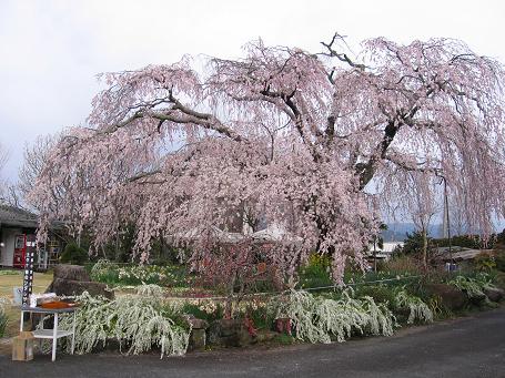 恵那の桜１