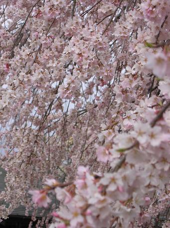 恵那の桜３