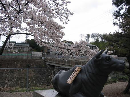 恵那の桜５