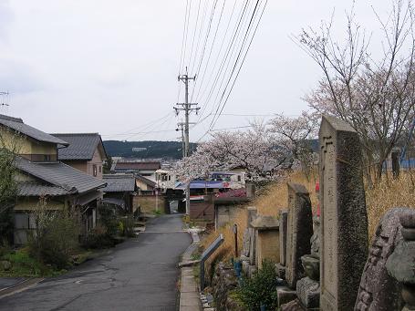 恵那の桜６
