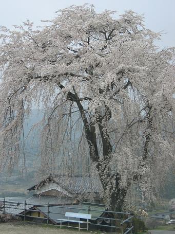 落合の桜３