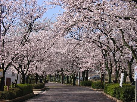 中津川の桜２