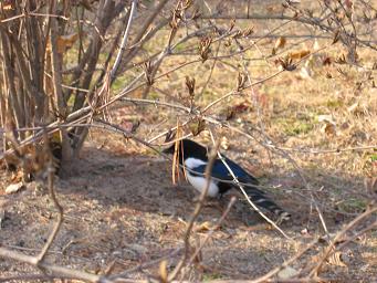 韓国の国鳥、カササギ