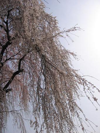 落合の桜９