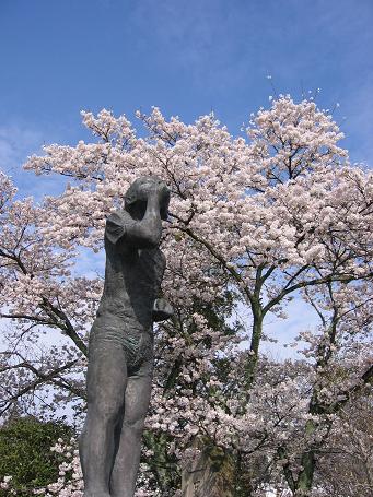 中津川の桜１３