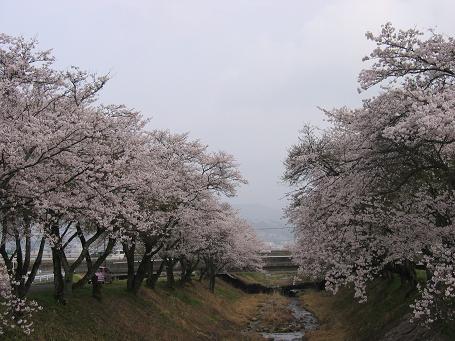 四ツ目川の桜