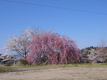 馬籠の春７