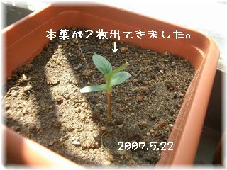 ひまわり　2007.5.22