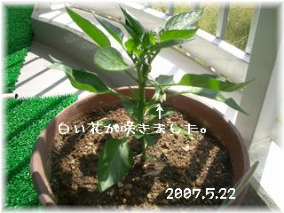 ピーマン　2007.5.22