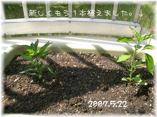 ししとう　2007.5.22