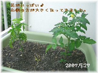 プチトマト2007.5.27