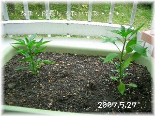 ししとう　2007.5.27