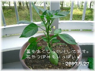 ピーマン　2007.5.27