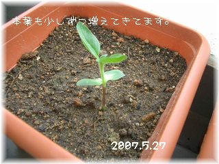 ひまわり　2007.5.27