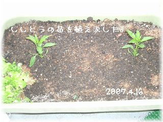 ししとう　2007.4.16