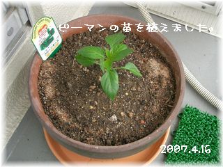 ピーマン　2007.4.16