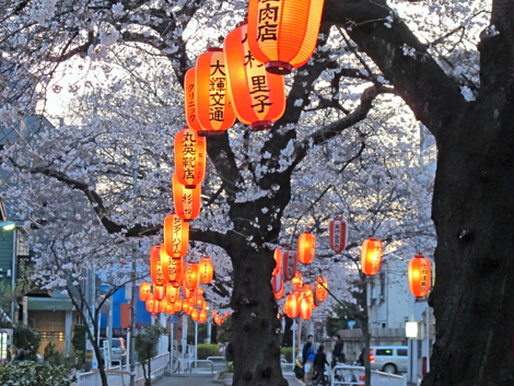 夜桜