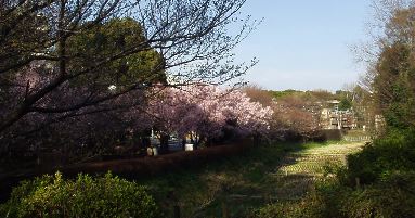 higanzakura