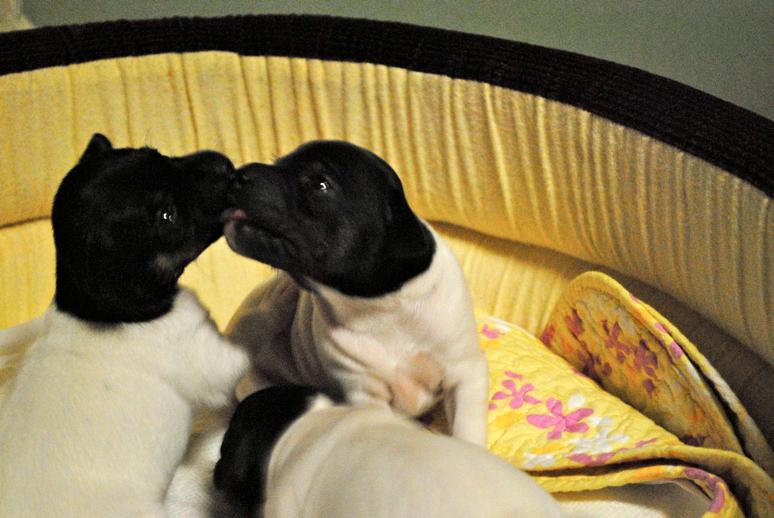 子犬開眼4