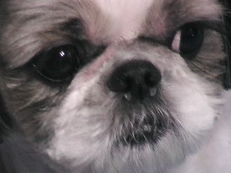 我が家のワンコで～す