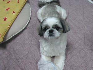 (^_-)-☆我が家のワン子