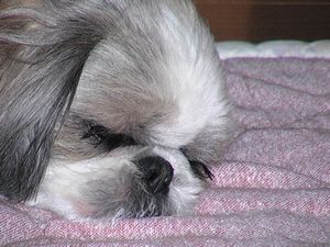 我が家のワン子♪