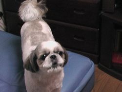 ドレミの歌が、大好きだワン！