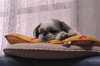 我が家のワン子